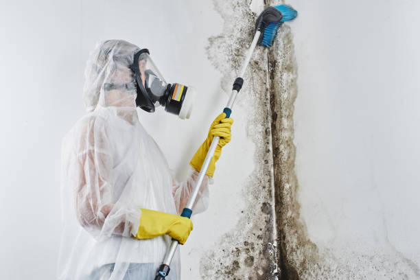 Best Mold Testing  in Annandale, NJ