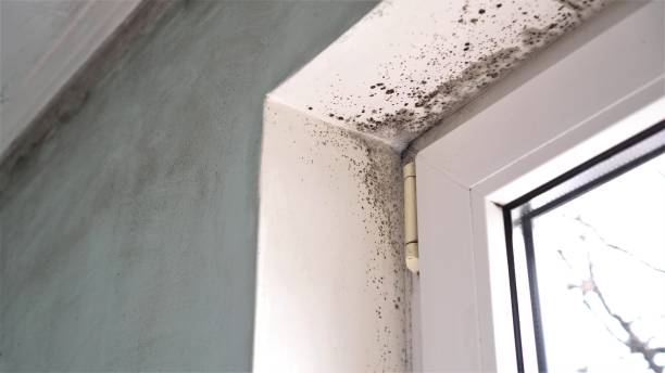 Crawl Space Mold Removal in Annandale, NJ