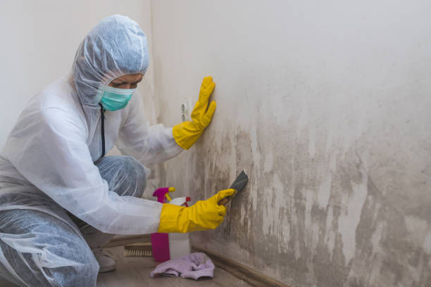 Best Certified Mold Removal  in Annandale, NJ