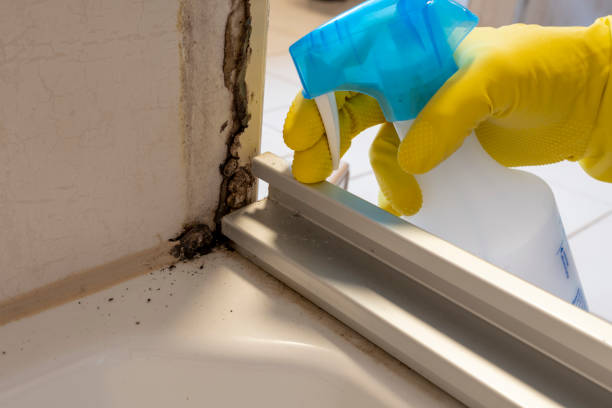 Best Professional Mold Removal  in Annandale, NJ