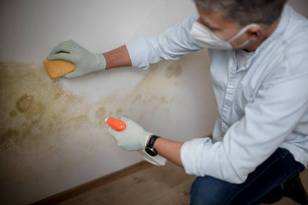 Best Fast Mold Removal  in Annandale, NJ