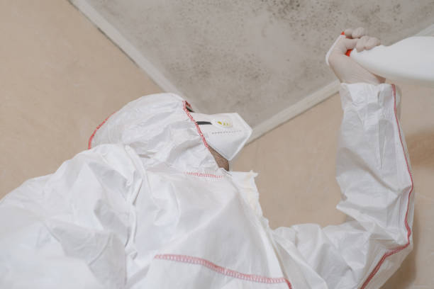 Best Best Mold Removal Companies  in Annandale, NJ