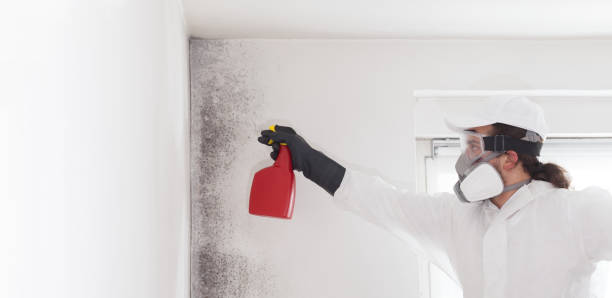 Best Fast Mold Removal  in Annandale, NJ