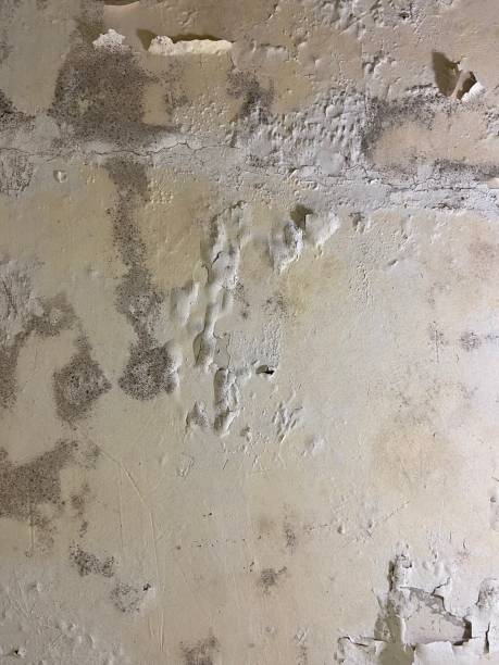 Best Mold Damage Repair  in Annandale, NJ