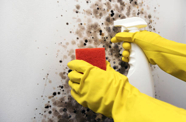 Best Mold Removal and Inspection  in Annandale, NJ