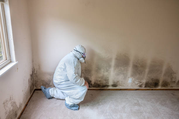 Best Emergency Mold Removal  in Annandale, NJ