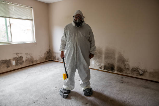 Best Local Mold Removal Service  in Annandale, NJ