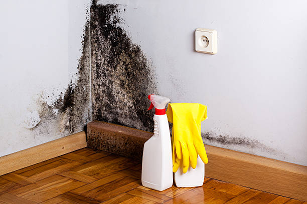 Best Best Mold Removal Companies  in Annandale, NJ